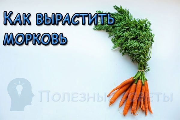 Как вырастить морковь