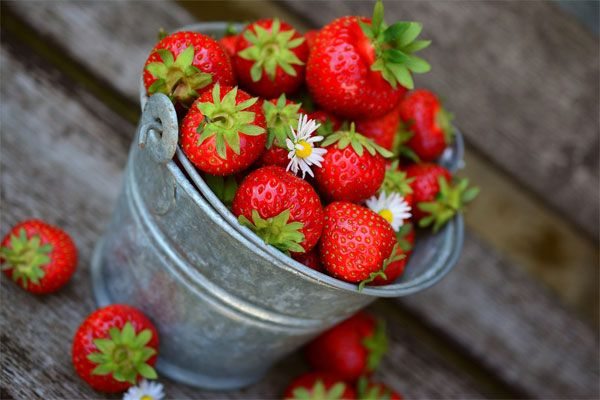 Особенности выращивания клубники на садовом участке