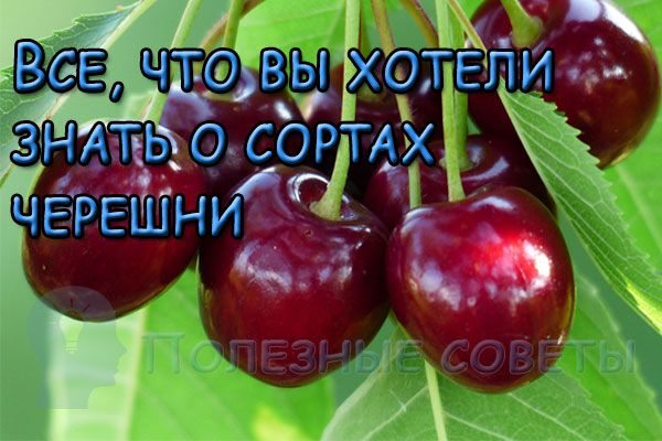 Все, что вы хотели знать о сортах черешни