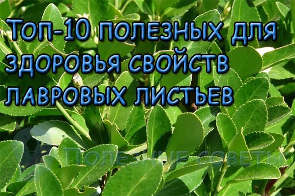 Топ-10 полезных для здоровья свойств лавровых листьев