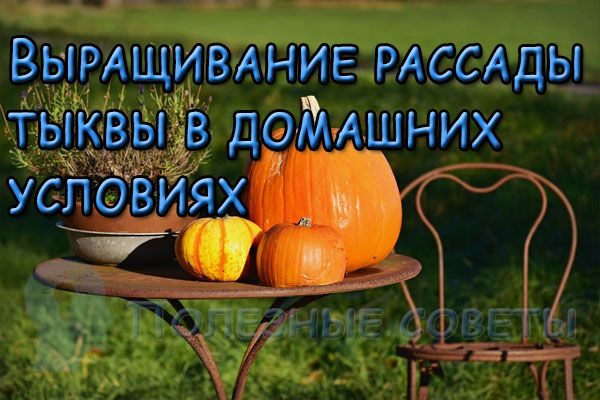 Выращивание рассады тыквы в домашних условиях