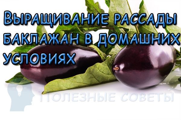 Выращивание рассады баклажан в домашних условиях