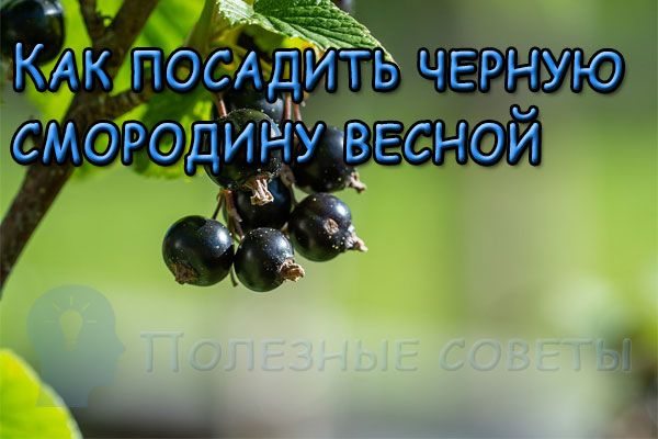 Как посадить черную смородину весной