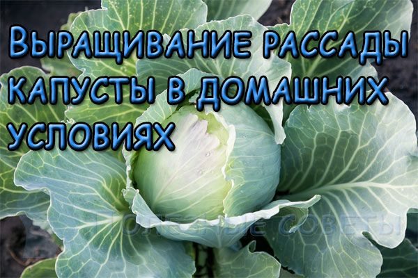 Выращивание рассады капусты в домашних условиях