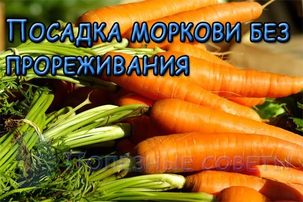 Посадка моркови без прореживания