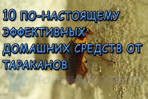 10 по-настоящему эффективных домашних средств от тараканов