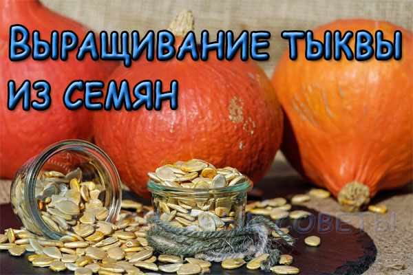 Выращивание тыквы из семян