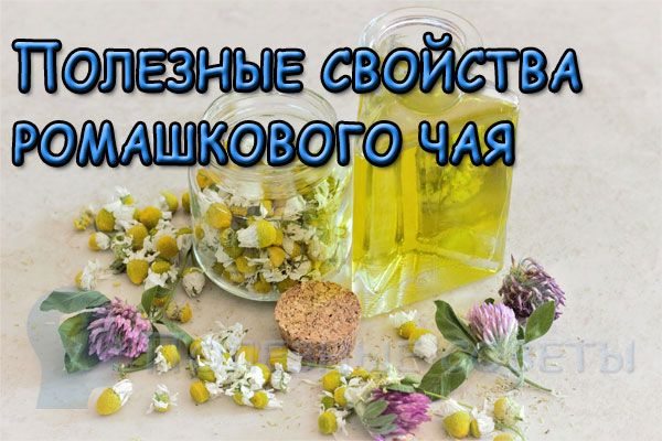 Полезные свойства ромашкового чая