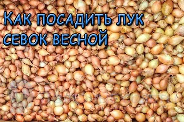 Как посадить лук севок весной